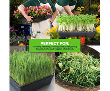 Load image into Gallery viewer, Seedling Trays Durable Reusable Garden Greens 72 PC Set